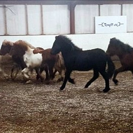 Sex efstu hestfolöldin. Mynd: Neisti.net.