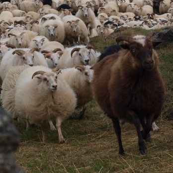 Bók Ásgeirs frá Gottorp um forystufé verður endurútgefin síðsumars. Mynd: forystusetur.is.