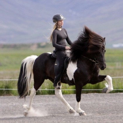 Fræðslukvöld Hólanema á Sauðárkróki