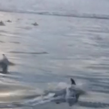 Höfrungar í hópum