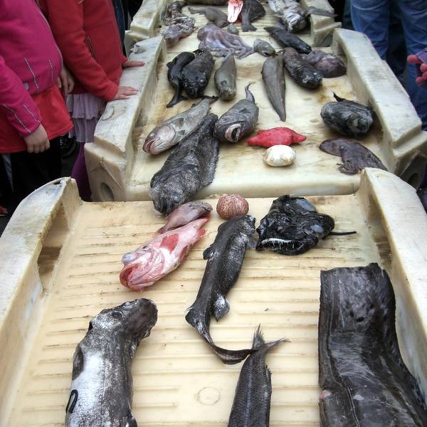 Rangt netfang vegna kappróðurs á Sjávarsælu