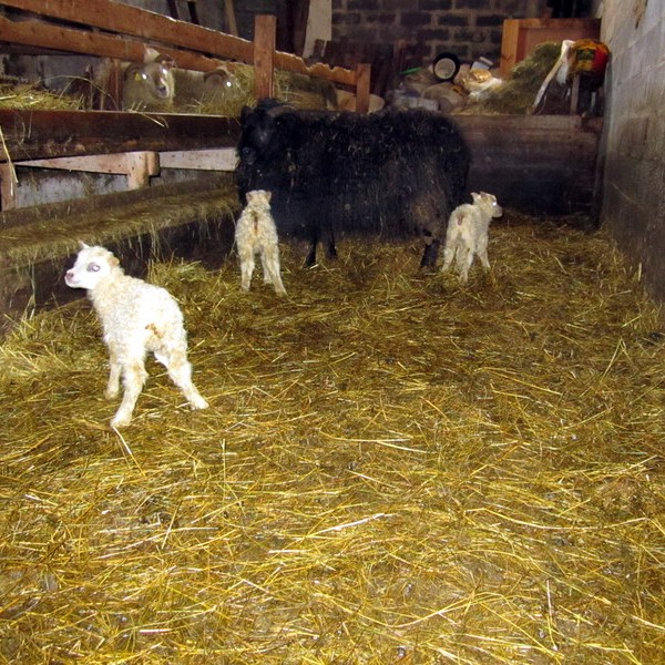 Bar þremur lömbum um helgina