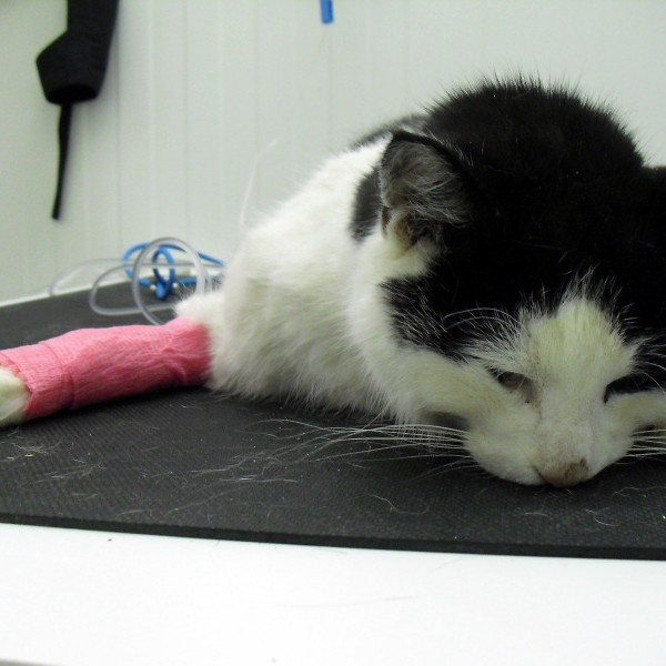 Áskorun til Alþingismanna vegna nýrra laga um velferð dýra