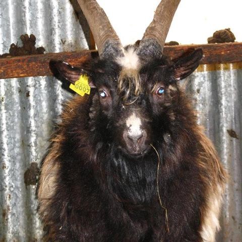 Geitur gerðu víðreist