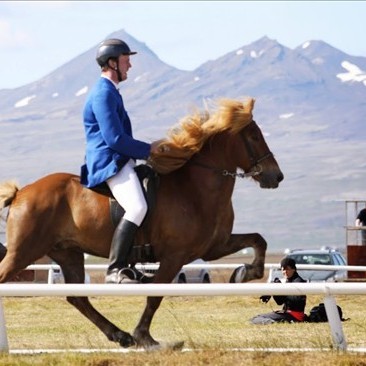 Neistafélagar á Fjórðungsmóti