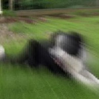 Hundum lógað eftir að þeir bitu og særðu kindur