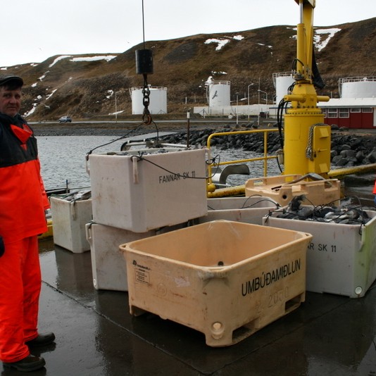 Ný reglugerð um stjórn hrognkelsaveiða