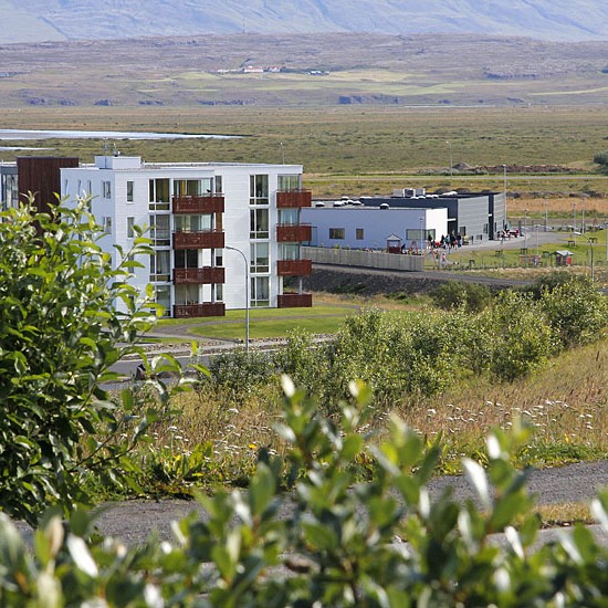 Fögur björk rís úr íslensku kjarri – fræðslufundi frestað um viku