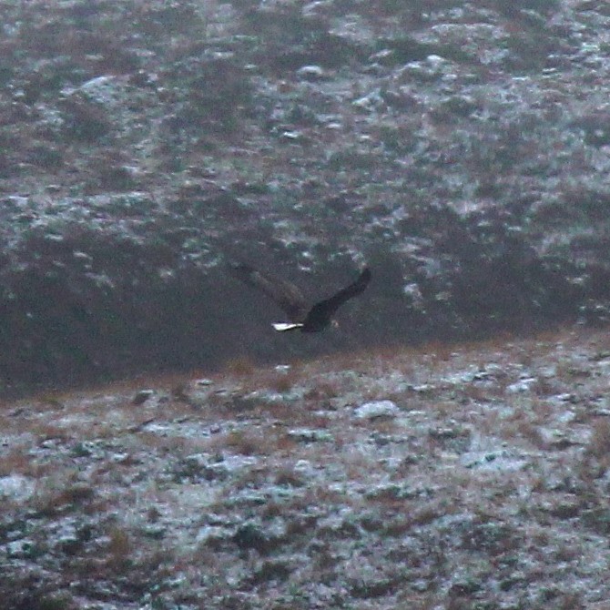 Haförn á flugi í Miðfirði í Húnaþingi vestra. Ljósm./BÞ