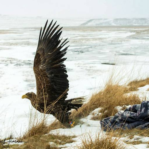 Höfðingja gefið frelsi. Myndirnar eru teknar í Miðfirði í gær af Róbert Daníel Jónssyni á Blönduósi.