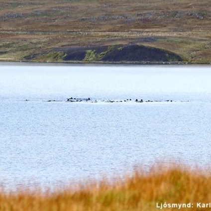 Háhyrningar á Hrútafirði