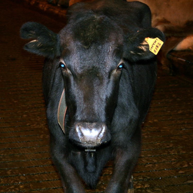 Aðalfundir Félaga kúabænda í Húnavatnssýslum