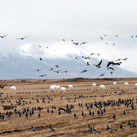 Góðir gestir í Skagafirði