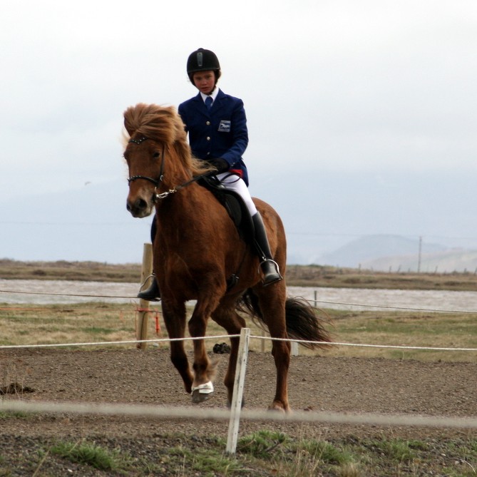 Síðsumarsýning kynbótahrossa í næstu viku