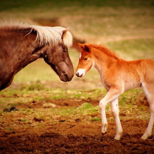 Opið hús á Varmalandi í Sæmundarhlíð nk. föstudag.