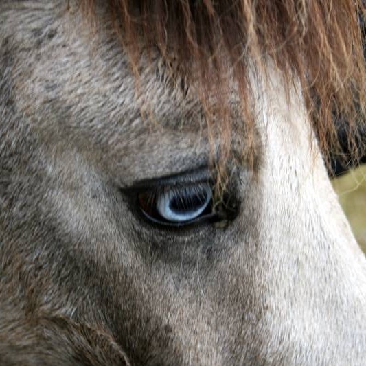 Brandarakarl bregst ókvæða við