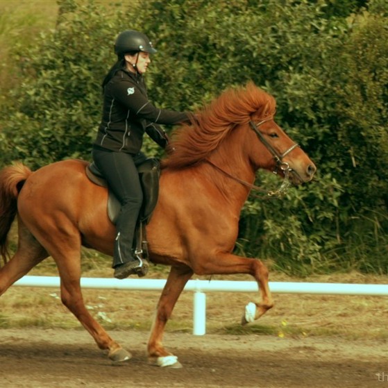 Opið hestaíþróttamót Þyts