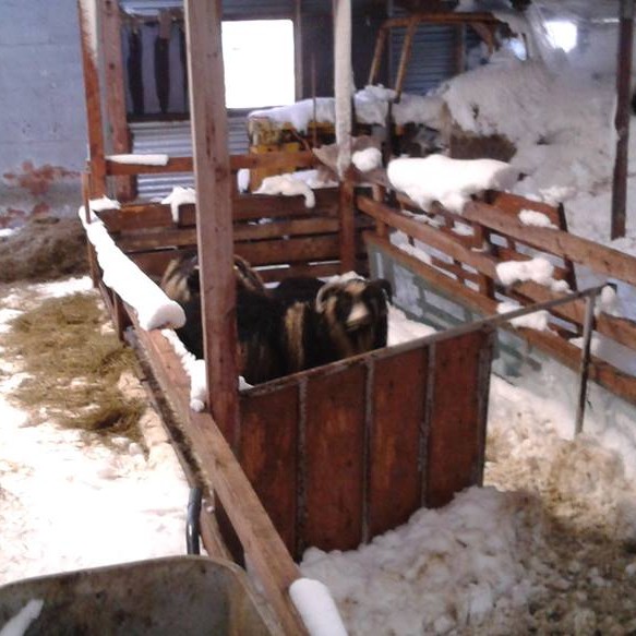 Eins og sjá má af meðfylgjandi myndum fylltust fjárhúsin í Hjarðarhaga í Blönduhlíð af snjó. Myndir: Jósef Gunnar Magnússon.