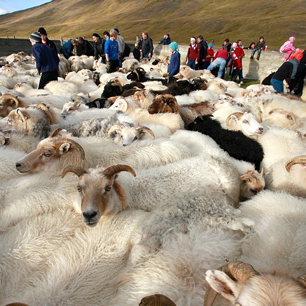 Réttir og göngur hefjast um helgina