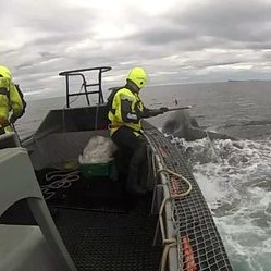 Hnúfubakur fastur í netatrossu í Skagafirði