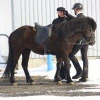 Tamningarferli Háskólans á Hólum