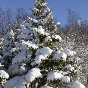 Hugleiðing um íslenskt lýðræði