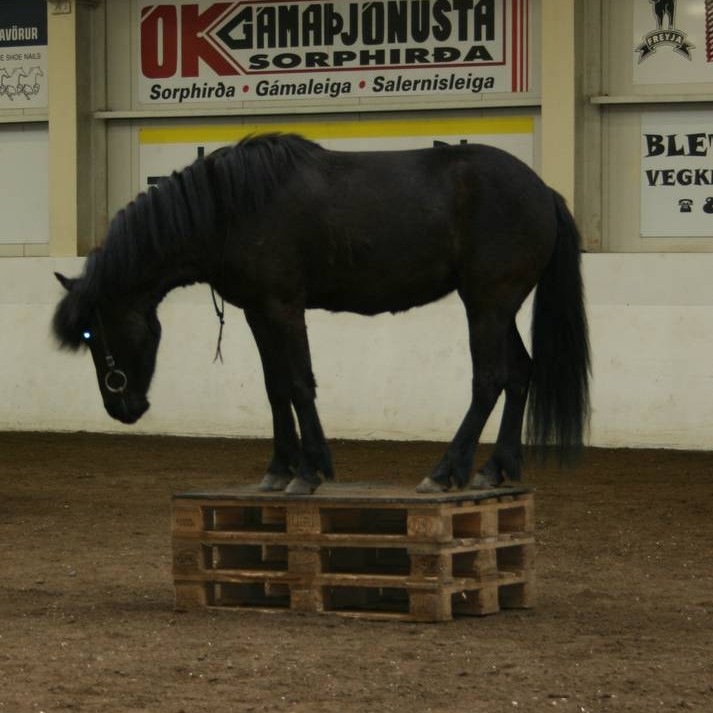Hestaíþróttamóti á Hólum lýkur í kvöld