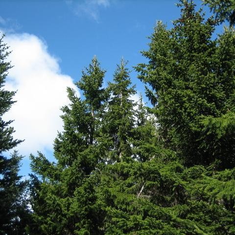 Hreinsað til í Hólaskógi