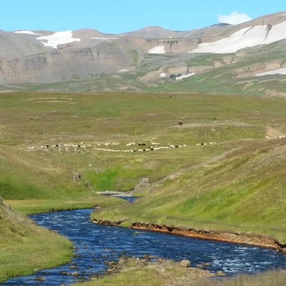 Safnið að koma niður að Holtsrétt í Fljótum 12. september.