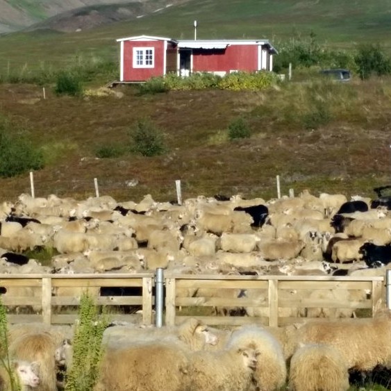 Matvælastofnun hefur ákveðið að halda áfram rannsóknum á miklum sauðfjárdauða síðasta vetur. Myndin er úr Holtsrétt í Fljóum. Mynd: KSE.