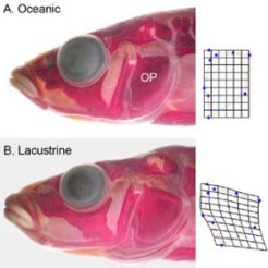 Grein í Evolution um samanburðarrannsóknir á hornsílum í Ameríku og á Íslandi