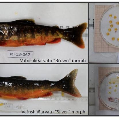 Mikilvægi hrognastærðar fyrir svipfarsbreytileika og aðskilnað stofna