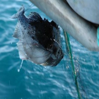 „Hrognkelsið er enginn silakeppur“ - fyrirlestur um umfangsmiklar rannsóknir á grásleppu