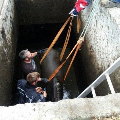 Hross féll í haughús