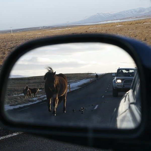 Hrossarekstur í Vatnsdal