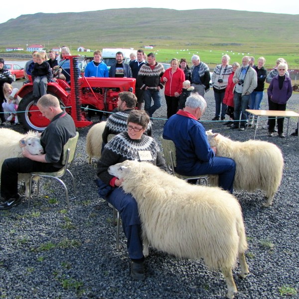 Íslandsmót í hrútadómum 17. ágúst