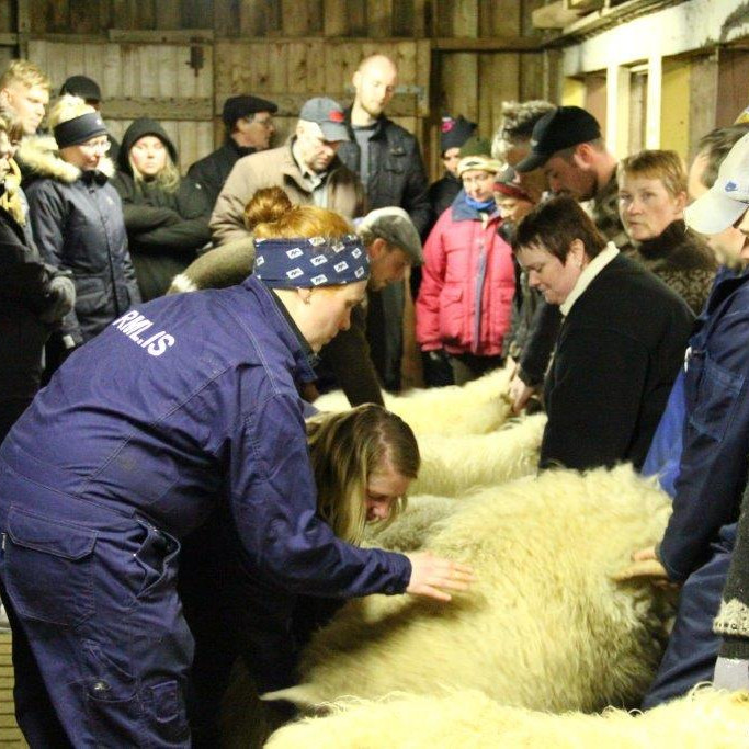 Fólk og fénaður samankomið á Hvalshöfða. Mynd: Anna Scheving.