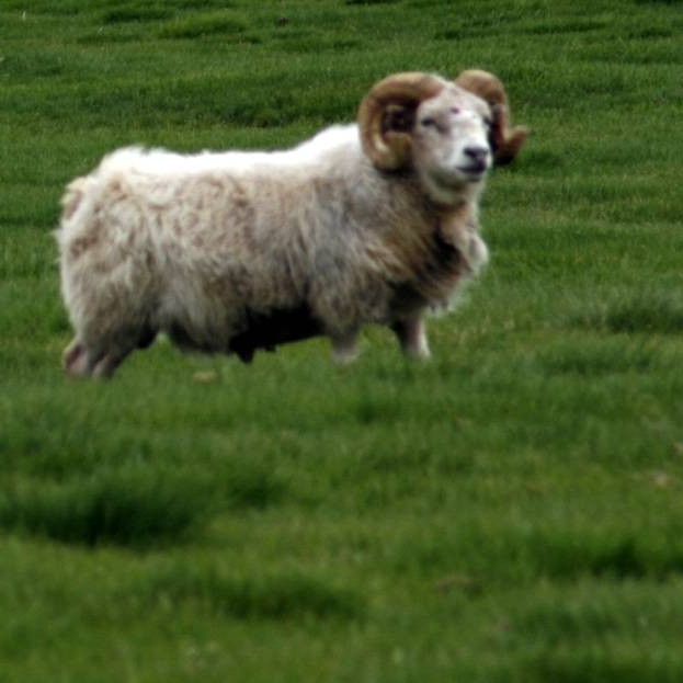 Kynning á hrútakosti sæðingastöðvanna 2013-2014