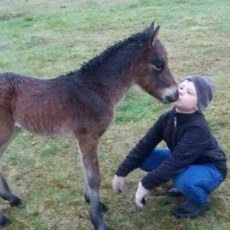 Þetta folald sem missti móður sína í nótt.