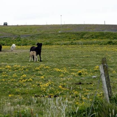 Folaldasýning í Arnargerði