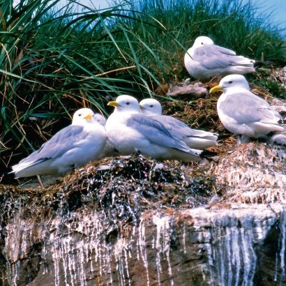 Húnavökuritin telja 11 til 12 þúsund síður