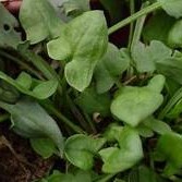 Hundasúrur góðar í kreppunni  og graslaukurinn flottur í sósuna