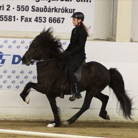 Húnvetnska liðakeppnin hefst á laugardaginn