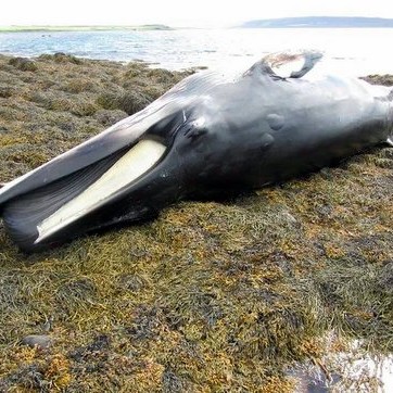 Hvalreki á Tannstaðabakka