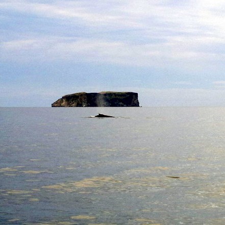 Blásandi hvalir á Skagafirði - Myndband