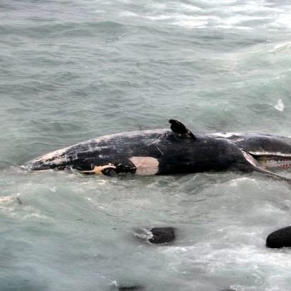Hvalreki á Sauðárkróki – fýlan ólýsanleg