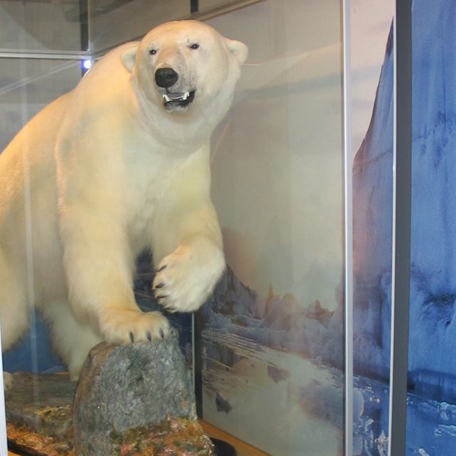 Hvítabjörninn verður áfram á Króknum