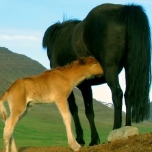 Heimasíða fyrir söluhross á Norðurlandi vestra