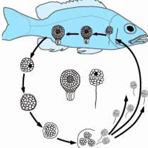 Er brottkast á síld orsökin fyrir sýkingu í stofninum ?