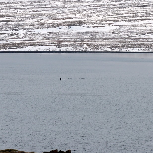 Háhyrningar á Hrútafirði